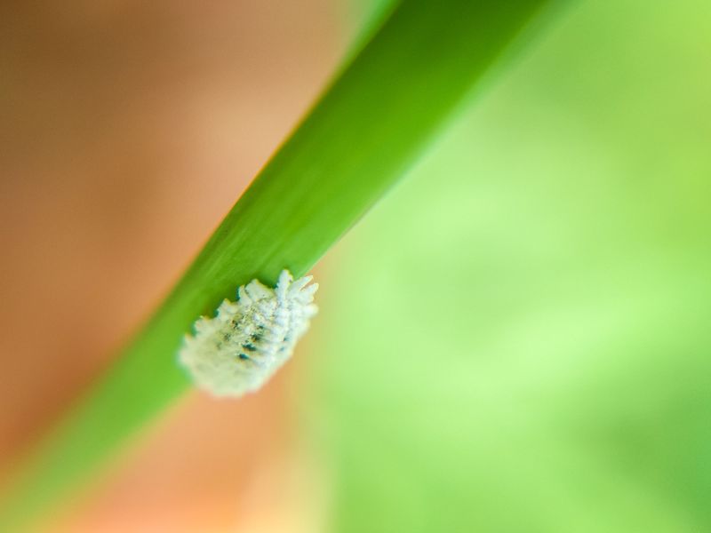 What Pasture Mealybugs Are And Why They're Turning Your Lawn Brown What Pasture Mealybugs Are And Why They're Turning Your Lawn Brown