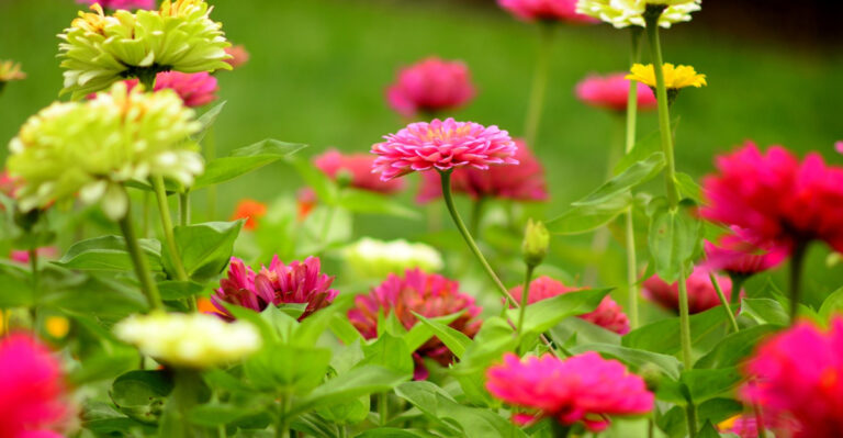 What Pennsylvania Gardeners Should Plant In Late July For Blooms Through October