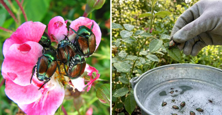 What Pennsylvania Rose Owners Should Do About Japanese Beetle Damage This July