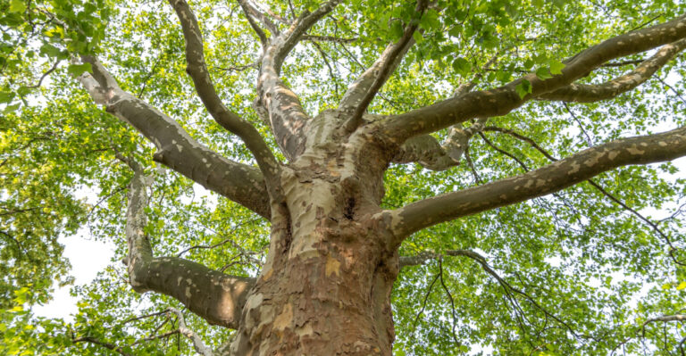 What Pennsylvania Should Plant Instead Of Ash Trees This Summer