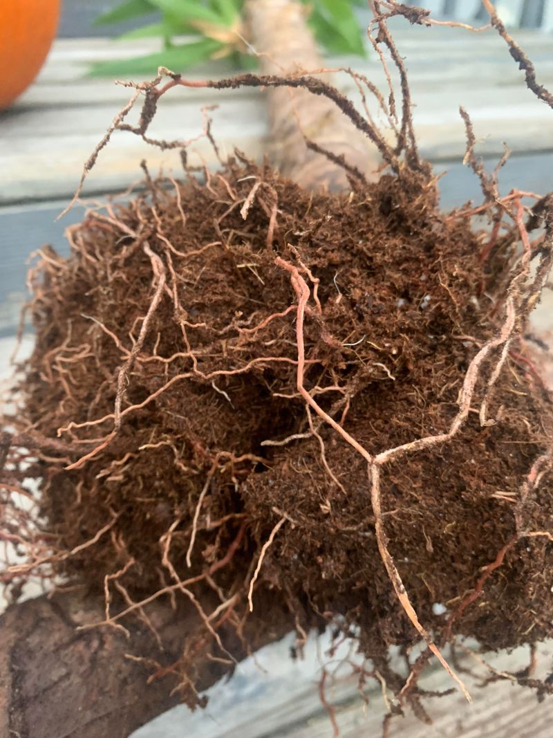 What Root Rot Looks Like In The Early Stages