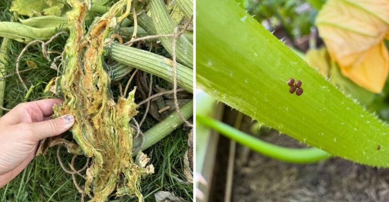 What Sawdust Under Pumpkin Vines Means In Pennsylvania Gardens