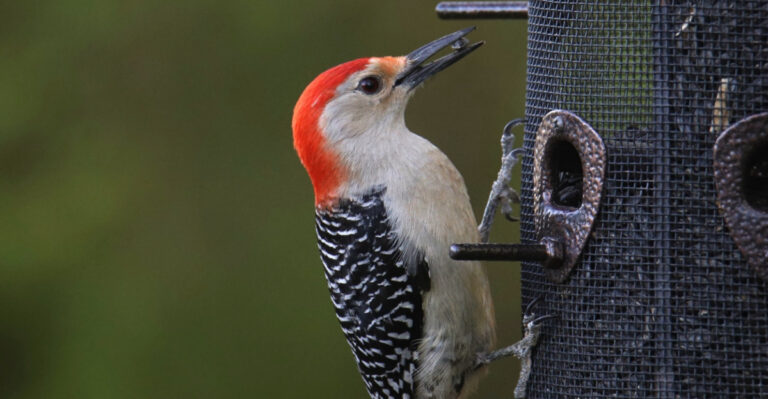 What Seeing A Red-Bellied Woodpecker In Your Missouri Yard Really Means