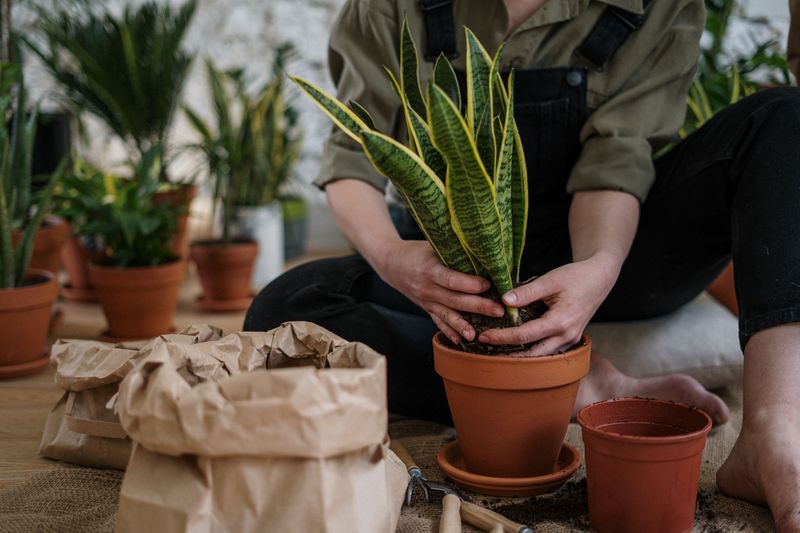 What Should Be Done With Tender Potted Plants What Should Be Done With Tender Potted Plants