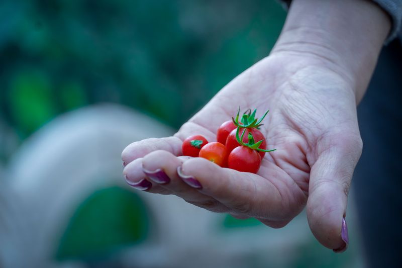 What Small Tomatoes Really Mean And When To Worry