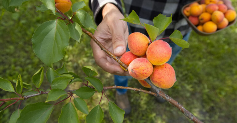 What Smart California Gardeners Do The First Week Of August That Most Homeowners Never Think To Try