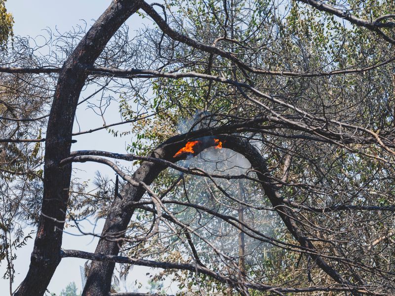What Smoke And Ash Actually Do To Tree Leaves