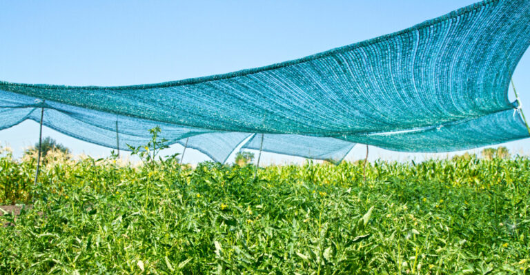 What South Dakota Gardens Need This Week As The Heat Wave Pushes Toward 110 Degrees