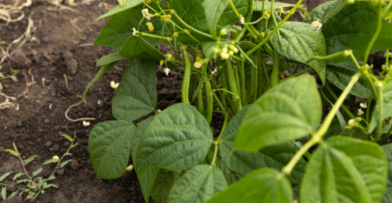 What Speckled Leaves On North Carolina Green Beans Are Signaling Before The Plants Wind Down