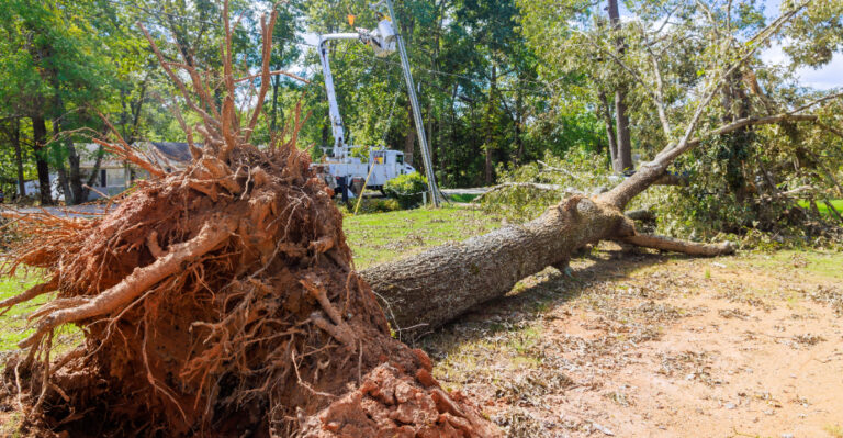 What Storm Damage Reveals About Tree Planting Mistakes In Missouri