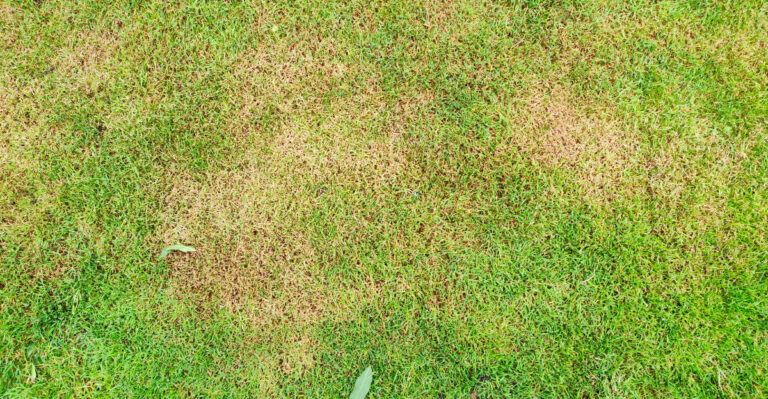 What Sudden Brown Patches Actually Mean In Your Michigan Lawn Today