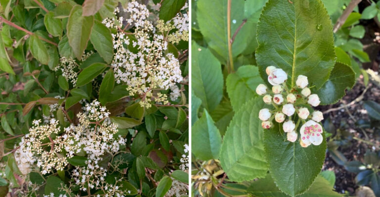 What Sudden Leaf Drop Actually Means For Your Native Michigan Shrubs