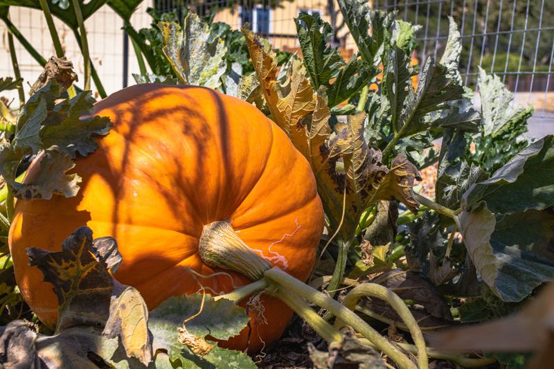 What Sudden Wilting Signals In Pumpkin Vines