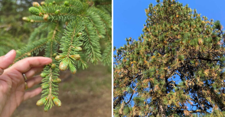 What Summer Pine Needle Drop In Georgia Actually Means And The Signs Worth Paying Attention To