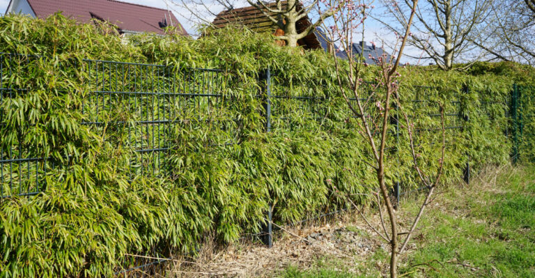 What Tennessee Bamboo Rules Say Before Rhizomes Reach The Neighbors