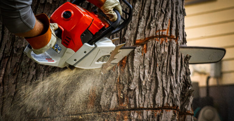What Tennessee Property Owners Must Know Before Tree Removal Near Boundary Lines