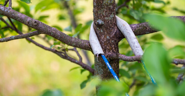 What Texas Coast Gardeners Should Do To Protect Fruit Trees Before Hurricane Season Peaks