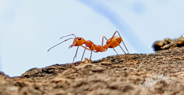What Texas Gardeners Are Doing To Keep Fire Ants Out Of Vegetable Beds All Summer