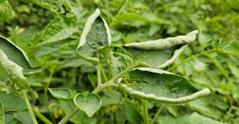 What Texas Gardeners Should Do When Tomato Leaves Start Curling