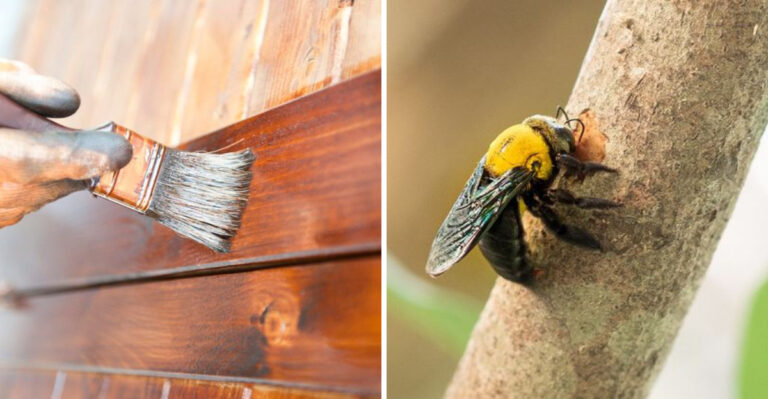 painting wood and carpenter bee