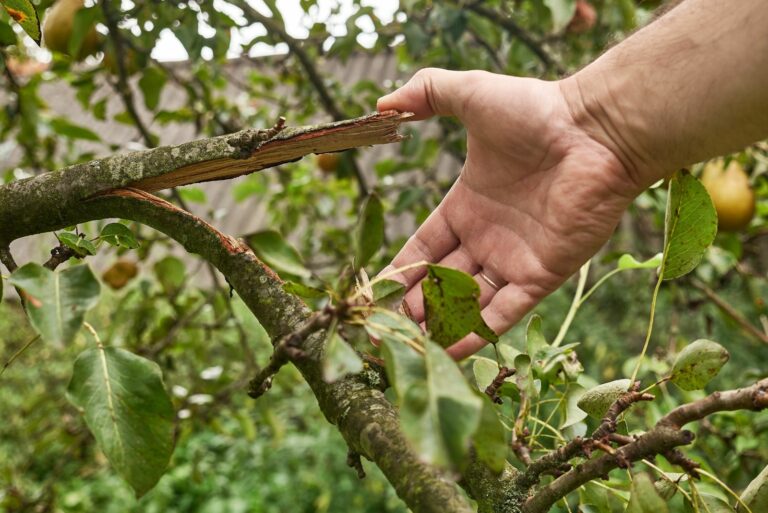 storm damaged plant