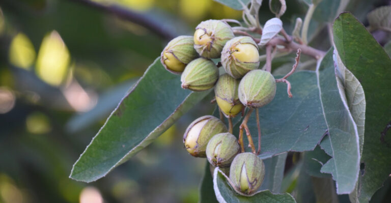 What Texas Pecan Tree Owners Should Do In July For The Best Fall Harvest