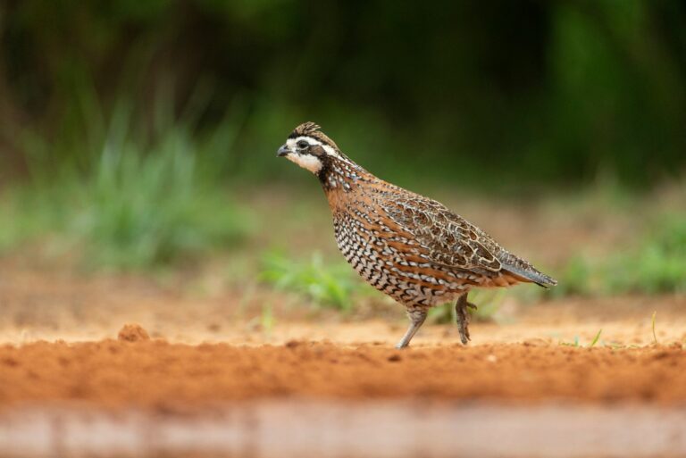 quail