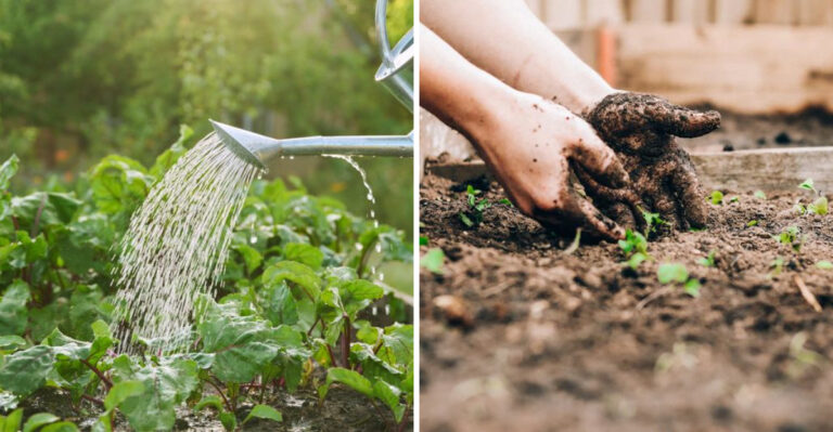 What The 2026 El Niño Summer Forecast Means For Every Texas Gardener Right Now