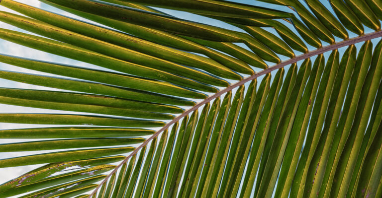What The Color Of Your Florida Palm Fronds Is Actually Telling You About The Soil