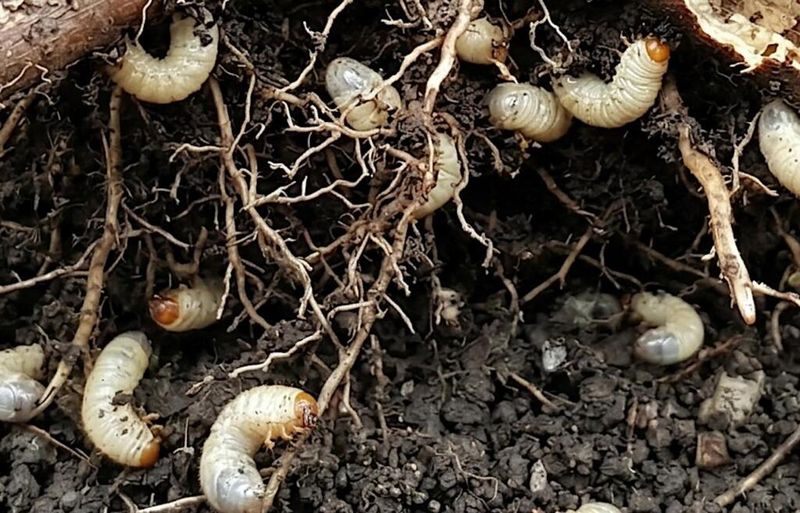 What The Larvae Do Underground