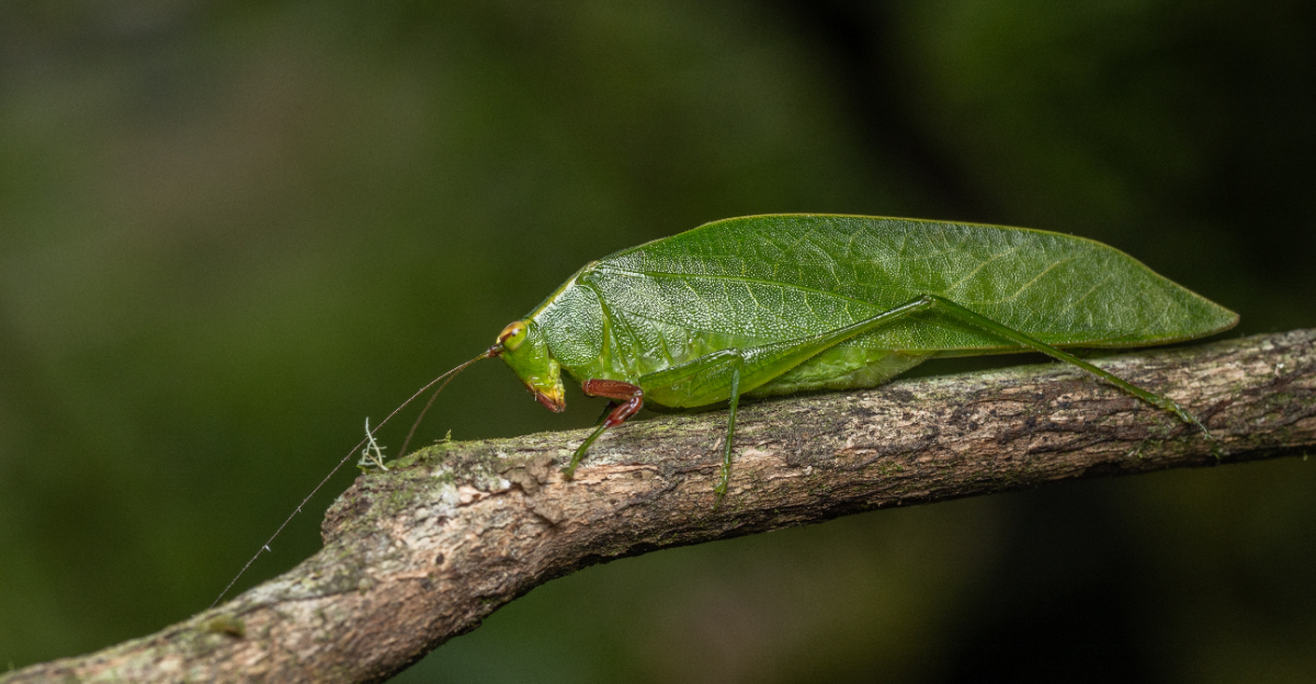 Katydid (featured image)