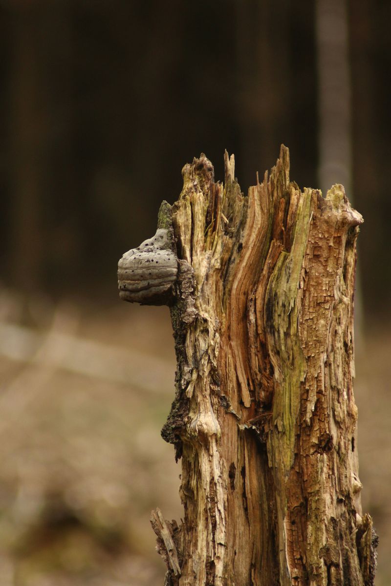 What Their Presence Reveals About Nearby Trees And Decaying Wood
