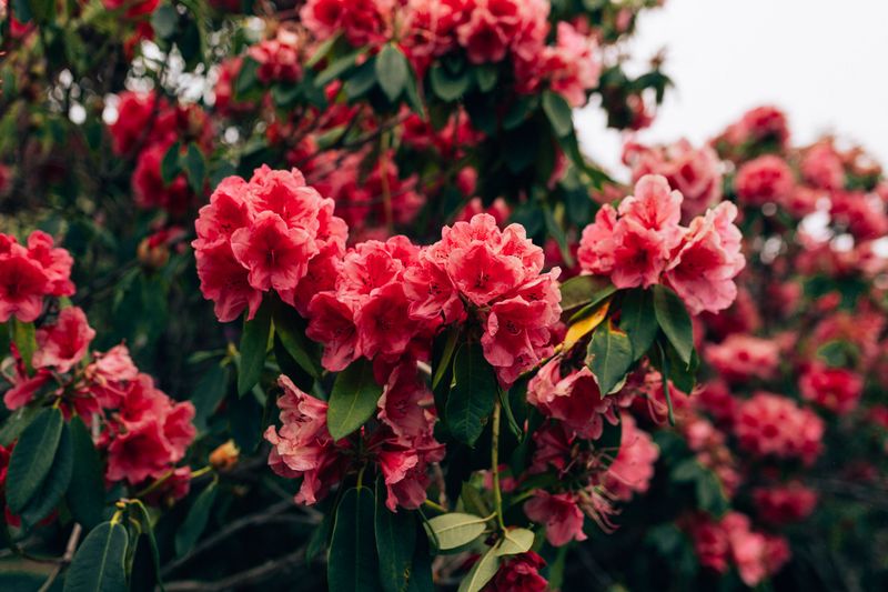 What These Conditions Mean For Home Gardeners In Each Region What These Conditions Mean For Home Gardeners In Each Region