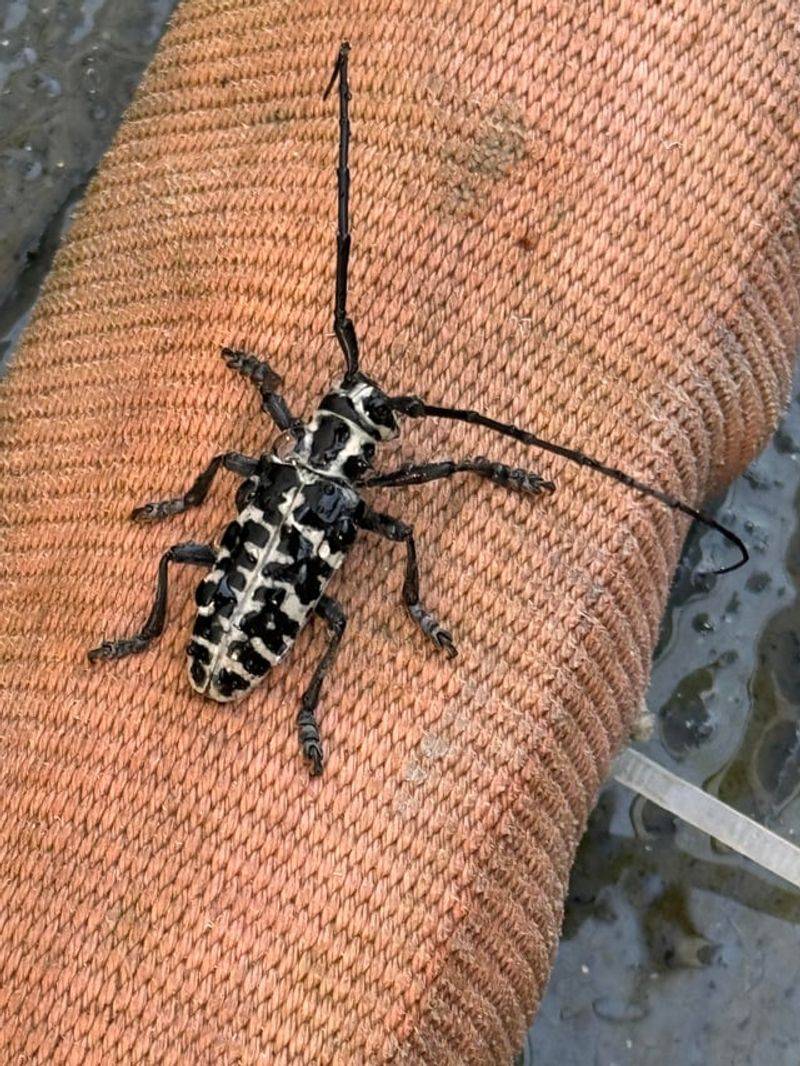 What This Invasive Beetle Actually Is