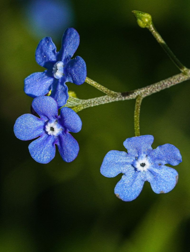 What This True Blue Perennial Is
