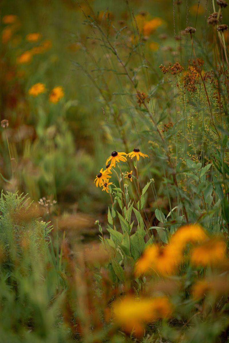 What This Wild Garden Bed Trend Actually Looks Like