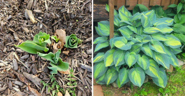 What Those Deer Tracks Through Your Michigan Beds Really Mean For Your Plants