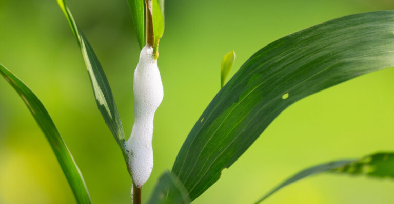 What Those Foamy Masses On Georgia Plants Actually Mean