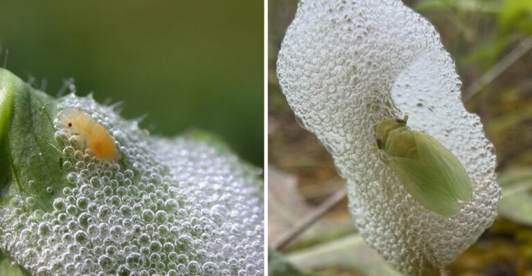 What Those Foamy Masses On Maryland Plants Really Are
