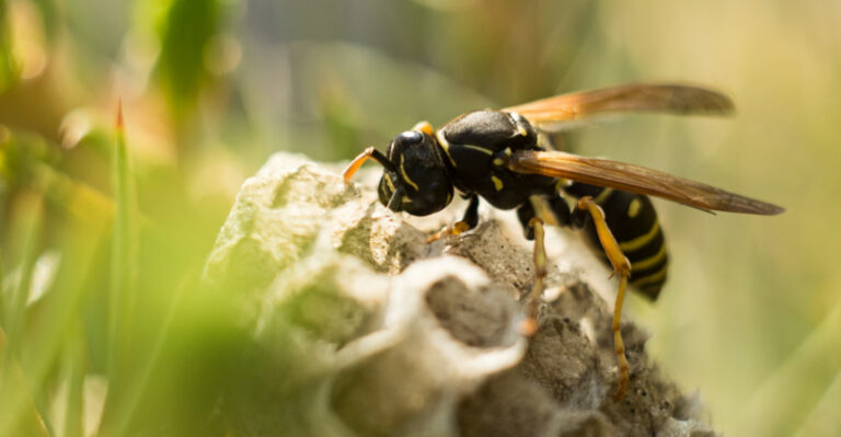 What Those Giant Wasps Circling Your Illinois Lawn Are Actually Doing
