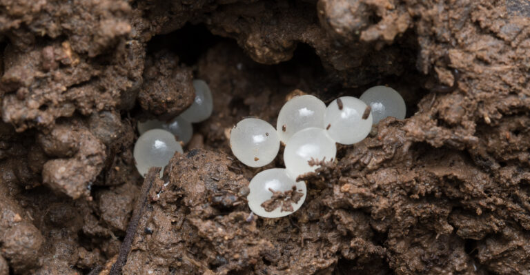 What Those Small White Ovals Under Your Kentucky Planter Actually Are