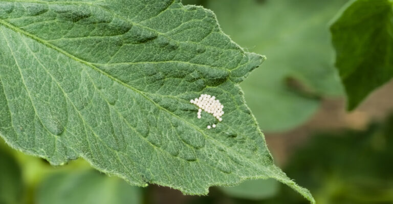 What Those White Oval Clusters Under Your Missouri Planter Really Are