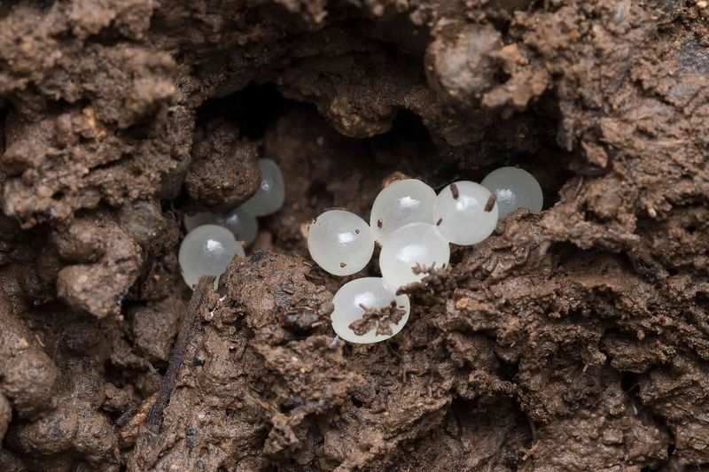 What Those White Oval Clusters Under Your Planter Really Are What Those White Oval Clusters Under Your Planter Really Are