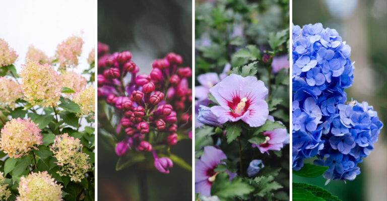 What To Cut And What To Leave Alone In Your Kentucky Garden This August