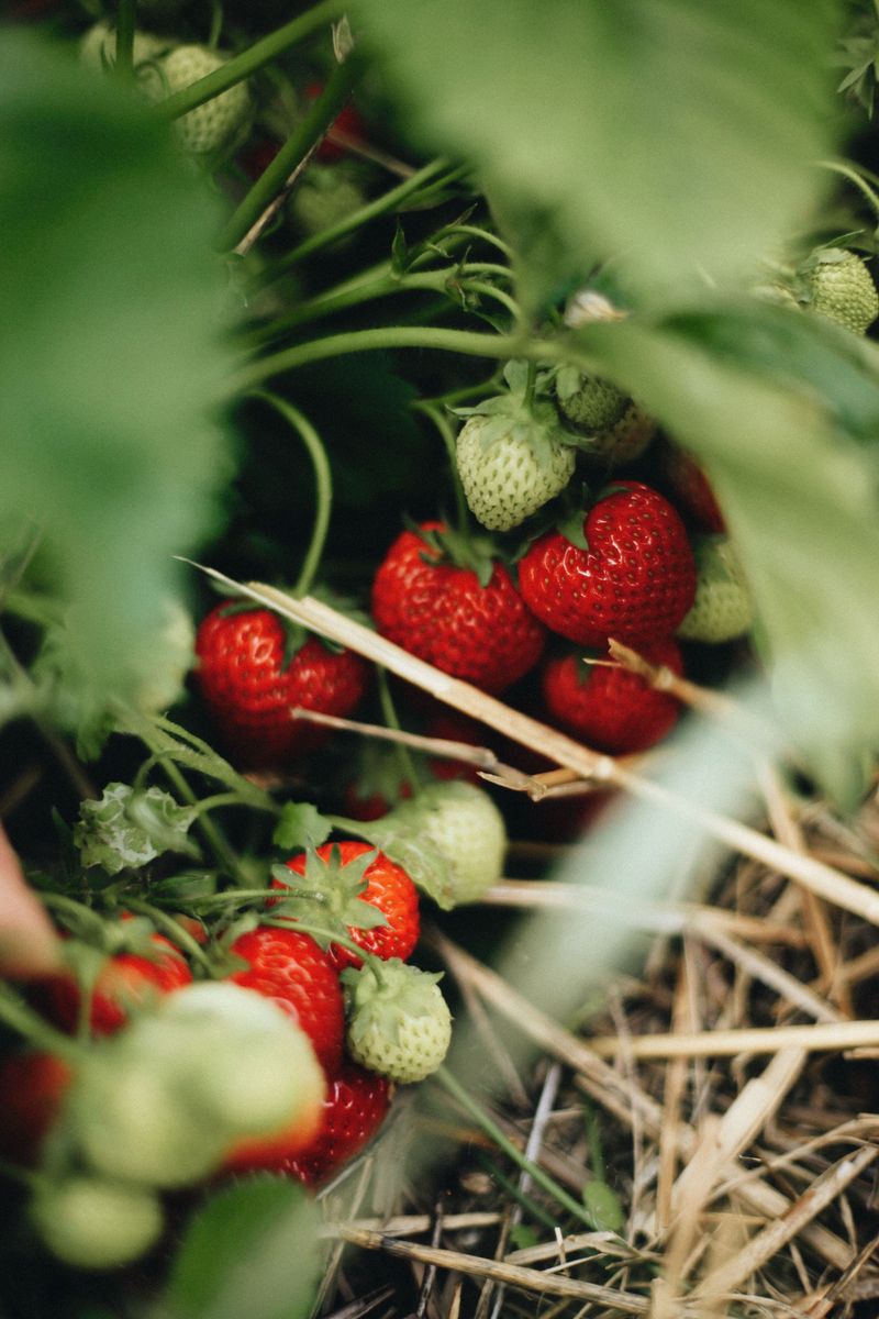 What To Do After Fertilizing To Keep Plants Healthy What To Do After Fertilizing To Keep Plants Healthy