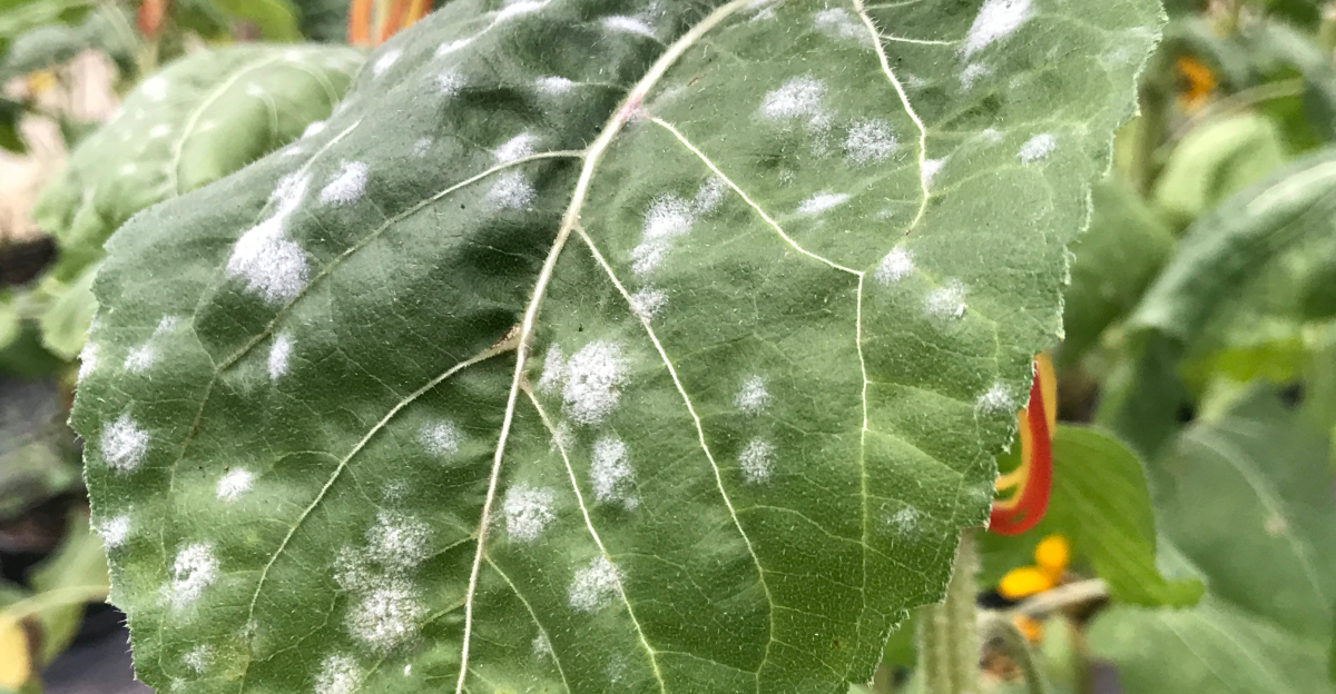 Powdery mildew (featured image)