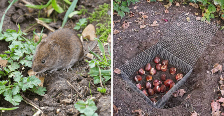 What To Do Before Voles Tunnel Through Your Georgia Garden Beds