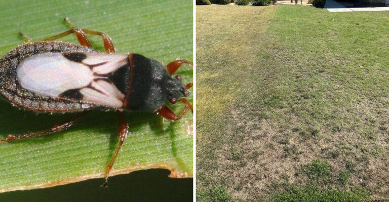 What To Do First When Chinch Bugs Hit A Texas Lawn This Summer