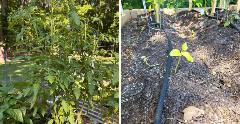 What To Do First When Drought Hits Pennsylvania Vegetable Gardens