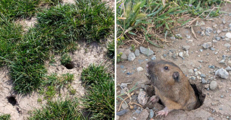 What To Do First When Gopher Mounds Show Up In An Oregon Yard